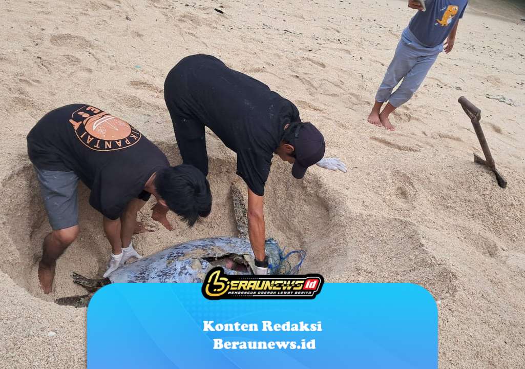 Penyu Raksasa Ditemukan Mati di Derawan, Diduga Terkena Baling-Baling Speedboat